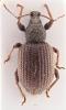 Otiorhynchus rugosostriatus